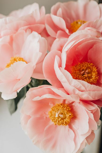 From above bunch of delicate fragrant flowers with pink petals and yellow stamens placed on white table in light room