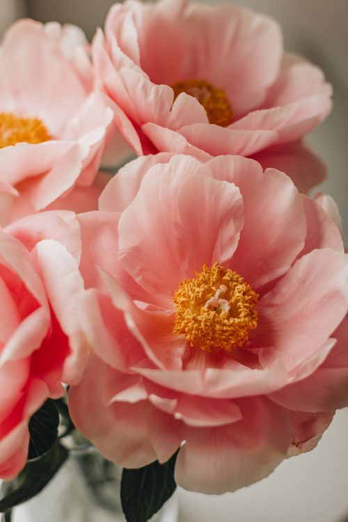 Free From above of delicate blooming pink peony flowers and yellow stamens placed in glass vase in light room at home Stock Photo