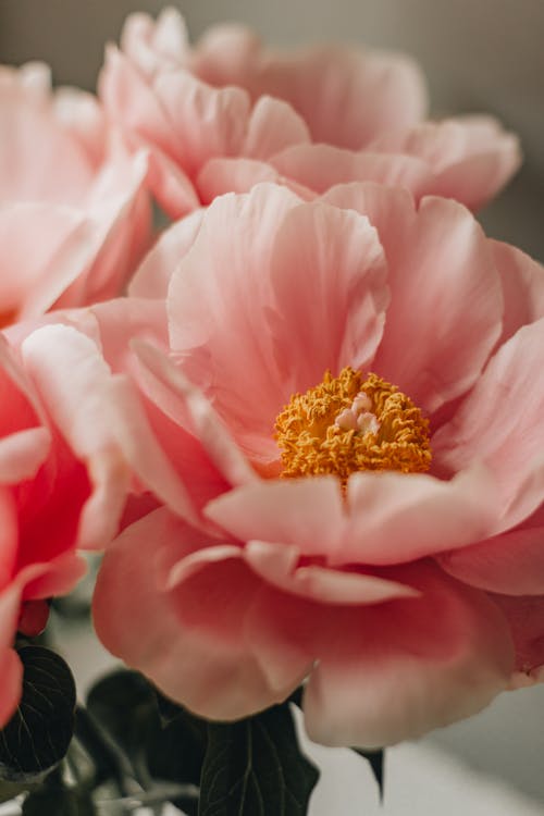 Heap of blossoming peony flowers with pink petals and yellow stamens with green leaves placed in light room at home