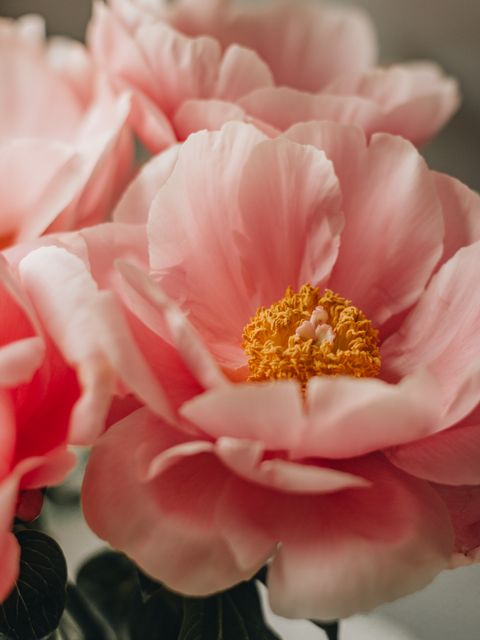 Civil Ceremony invitation coral-peony
