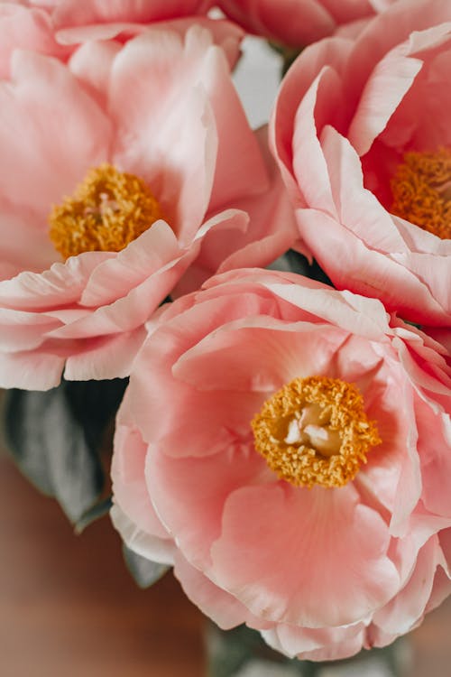 Free From above bunch of fragrant peony flowers with tender pink petals placed in light room at home on blurred background Stock Photo