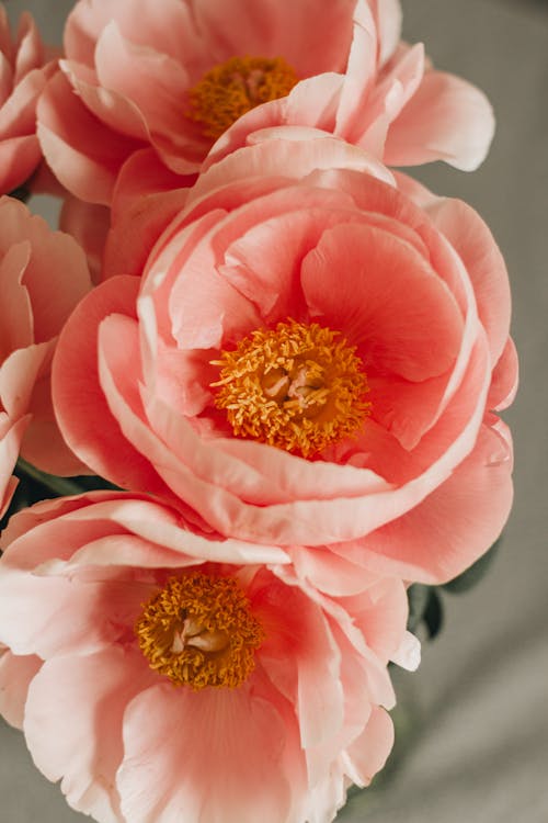 Free From above of delicate blooming bouquet of fresh peony flowers with tender pink petals placed on table in light room Stock Photo