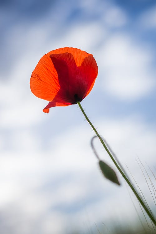 Low Angle Shot of Poppy Flower