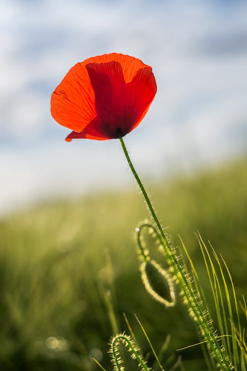 Red Poppy in Bloom