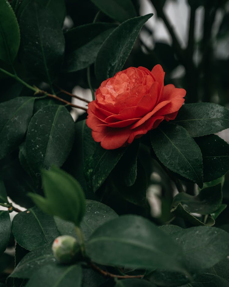 Close Up Of Flower