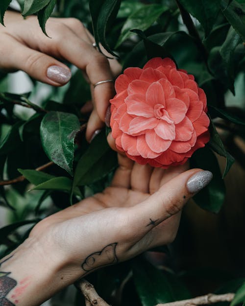 Free Crop unrecognizable female with manicure and tattoos on hands demonstrating blooming japonica with aromatic flower with green leaves in daytime Stock Photo