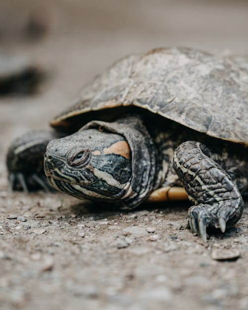 Small brown turtle on textured ground