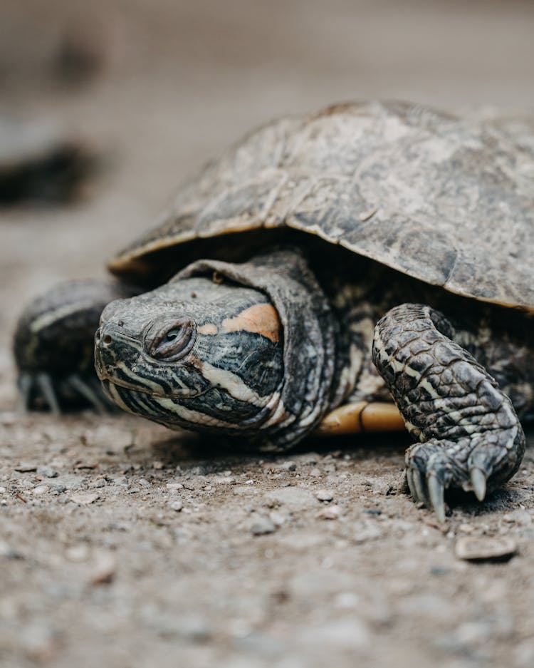 Small Brown Turtle On Textured Ground