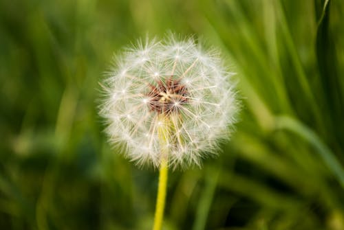 White Dandelion in Close-up Photography