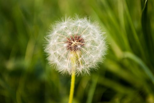 Free A macro shot of a delicate white dandelion against a blurred green background. Stock Photo