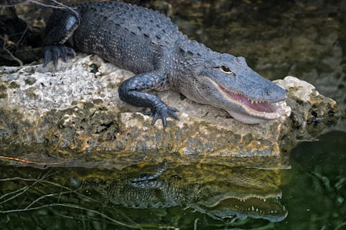 бесплатная Селективная фокусировка крокодила Стоковое фото