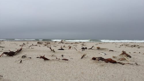 Immagine gratuita di acqua, spiaggia