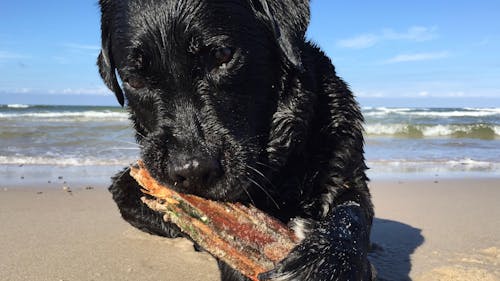 Foto profissional grátis de água, cachorro, litoral
