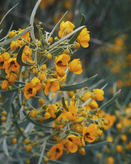 Immagine gratuita di arizona, colori luminosi, fiori bellissimi
