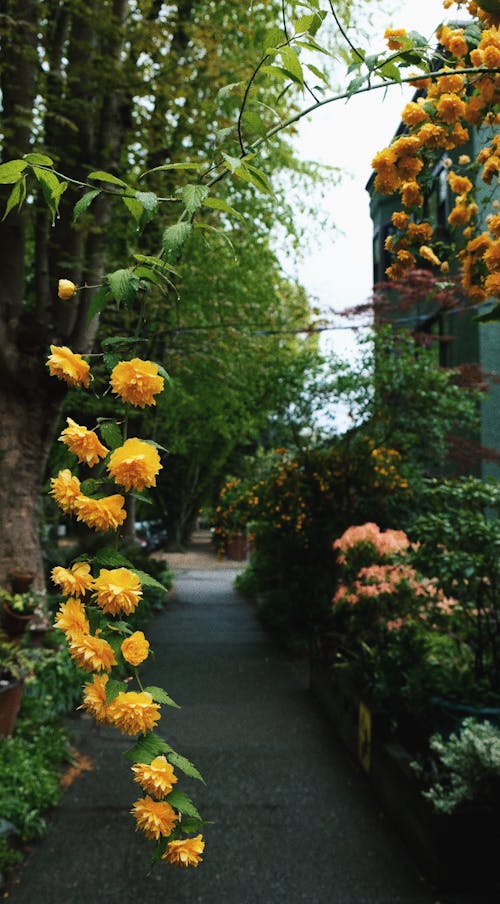 Immagine gratuita di bel fiore, giallo morbido, nordovest del pacifico