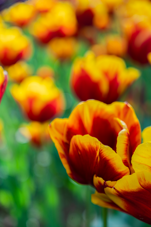 Free A field of vibrant orange and yellow tulips in full bloom, captured in vivid detail outdoors. Stock Photo