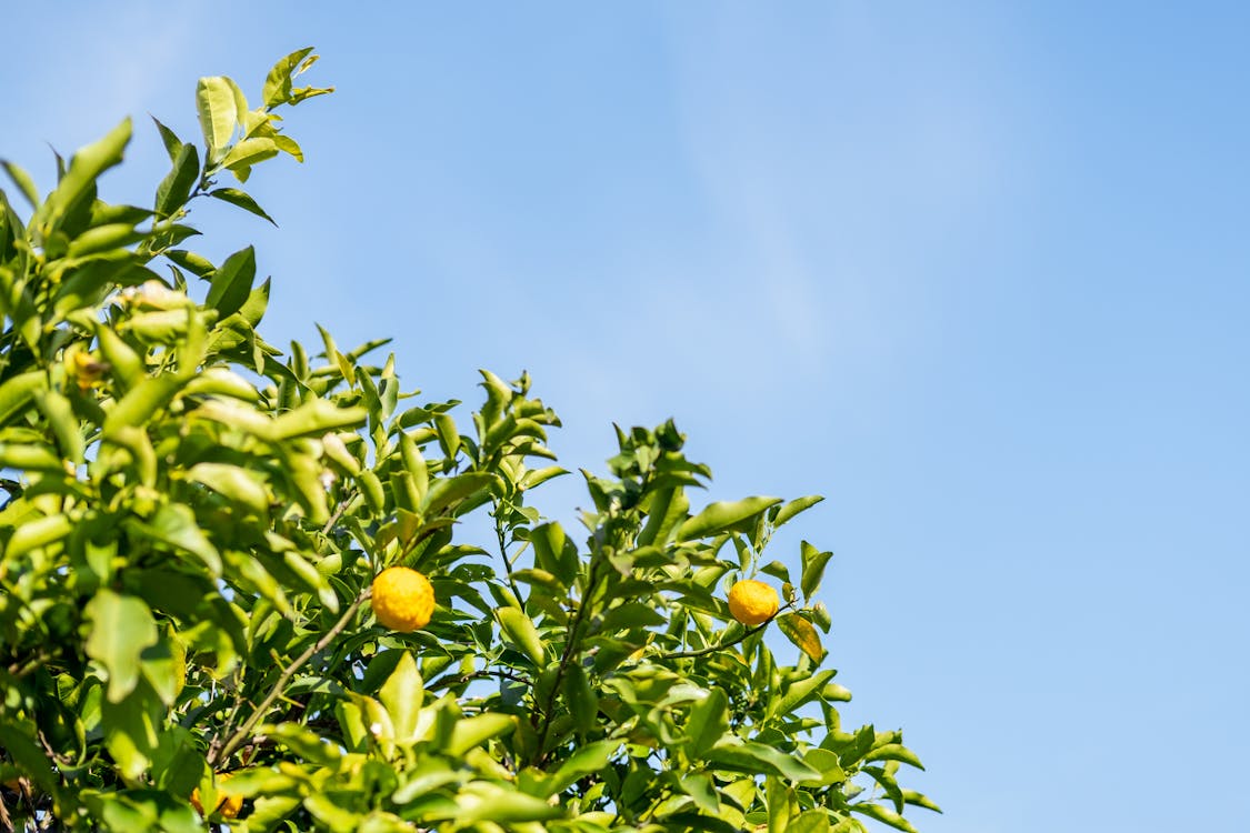 Free A Lemon Tree and a Clear Sky Stock Photo