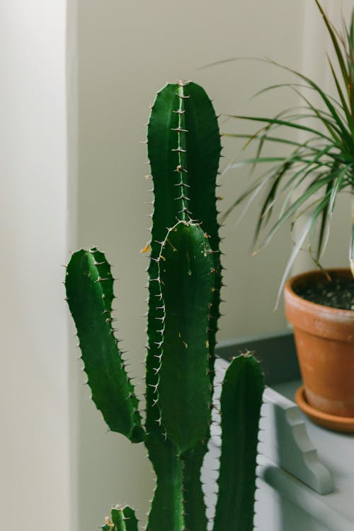 A Green Cactus Plant in Close-up Shot