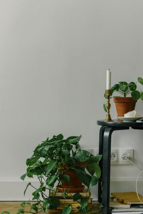 Free Minimalist interior featuring lush green plants in earthy tones, perfect for a calm atmosphere. Stock Photo