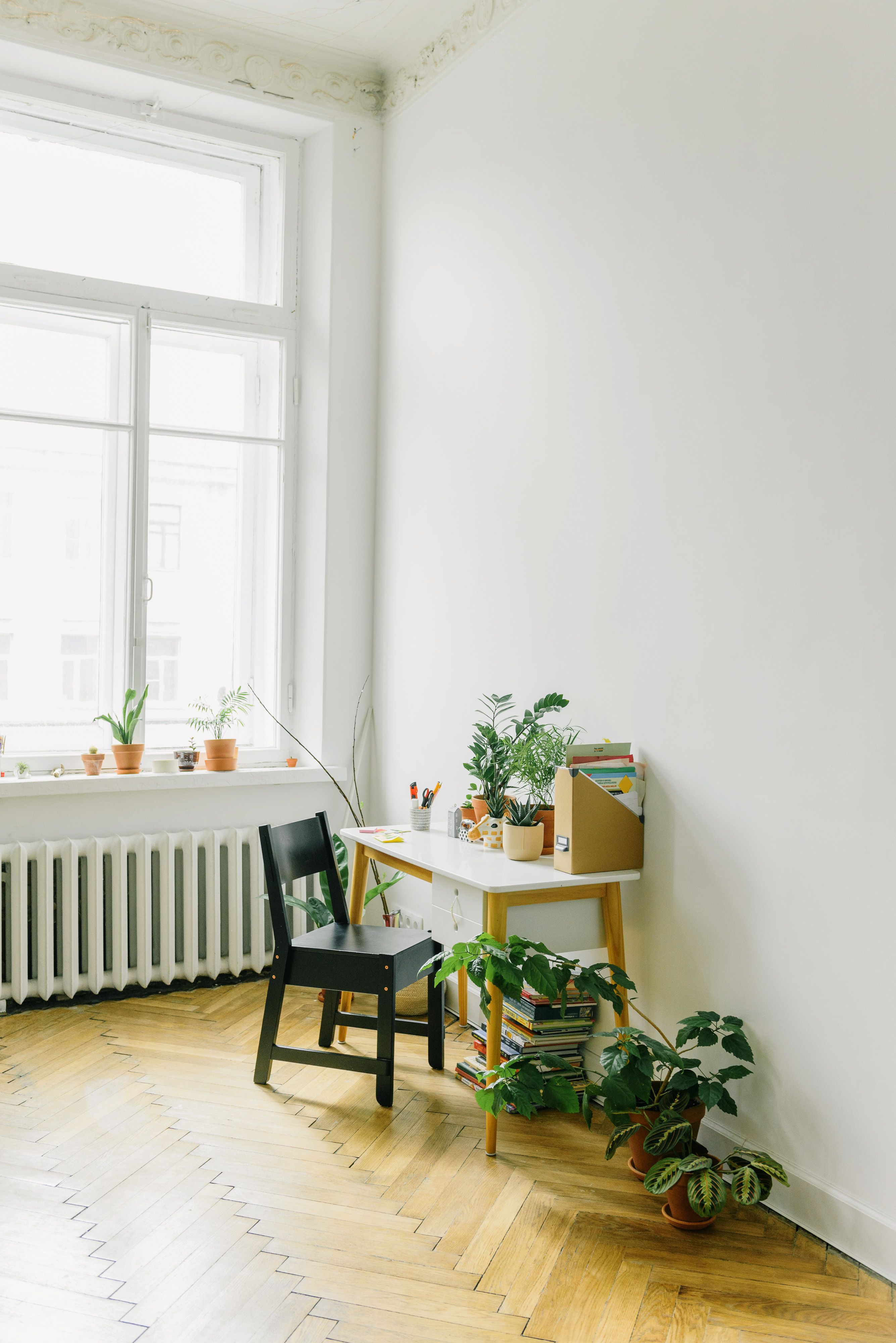Green Potted Plant on White Wooden Table · Free Stock Photo