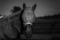 Grayscale Photo of Horse in Black Leather Jacket