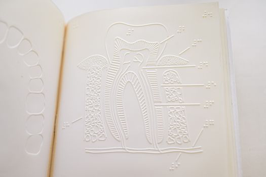 Close-up of an embossed tooth diagram book page for blind readers.