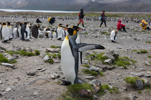 Free stock photo of fortuna bay, king penguin, penguin Stock Photo