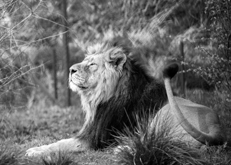 Lion In Black And White