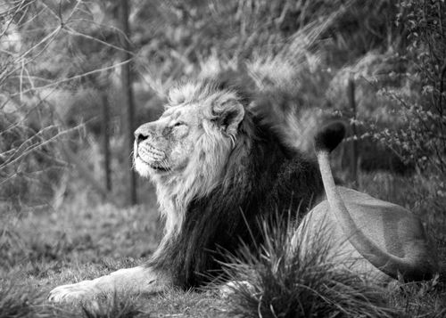Free A serene black and white close-up of a lion lounging in the wild. Stock Photo