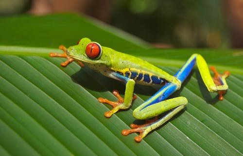 免费 绿色，蓝色，黄色和橙色的青蛙，在绿色的叶子 素材图片