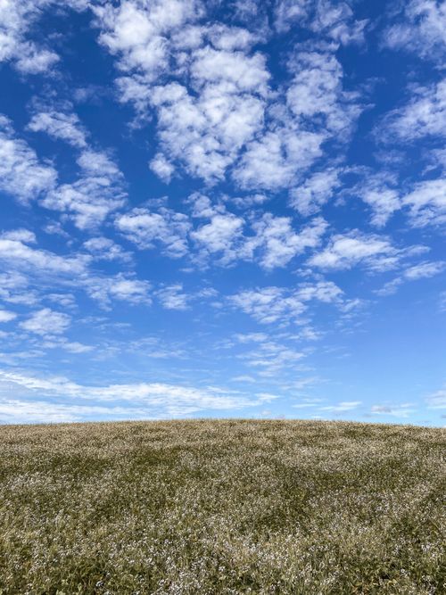 Free Beautiful meadow with a vibrant blue sky and scattered clouds, perfect for nature lovers. Stock Photo
