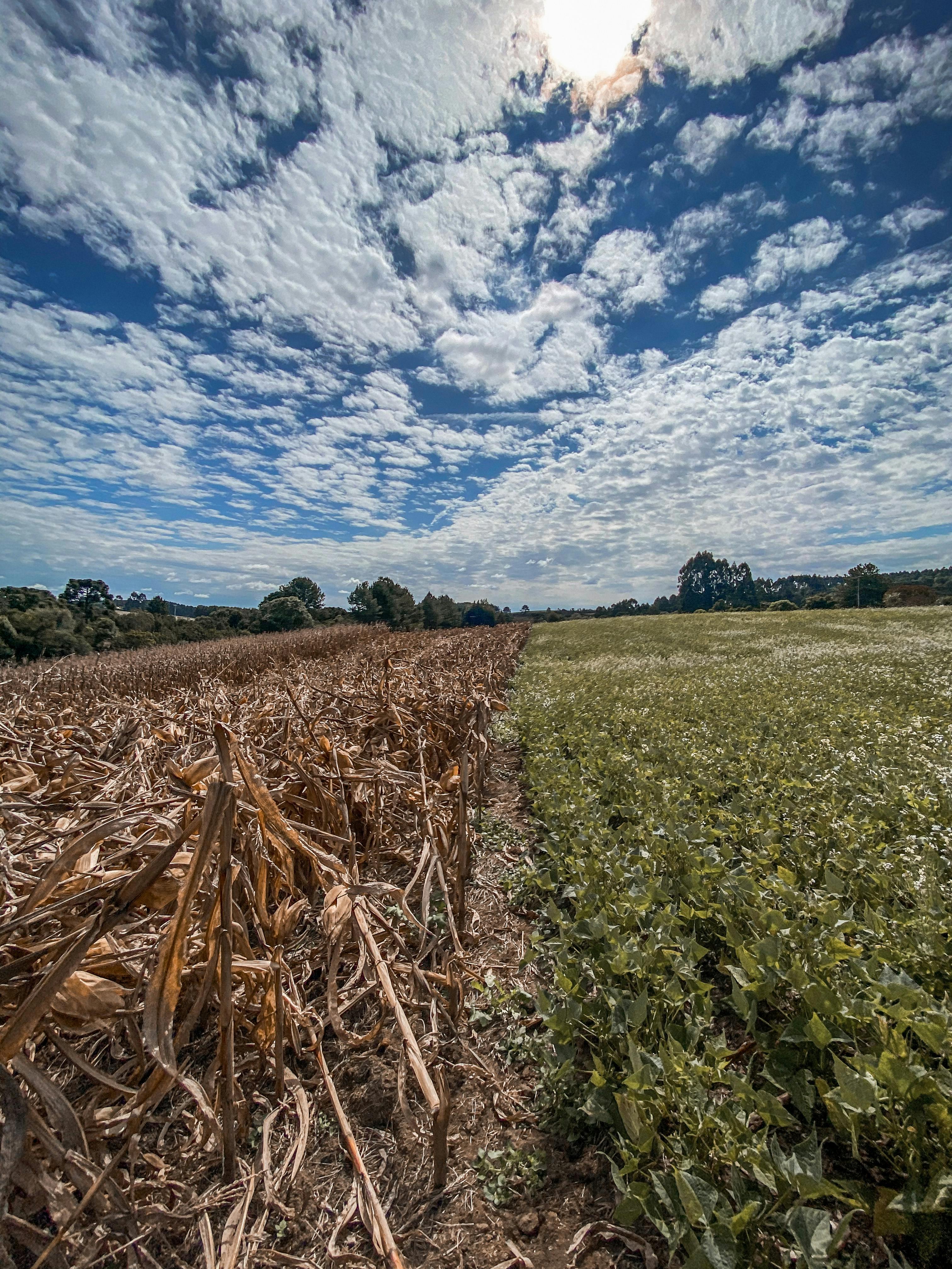 Biofarm insights image