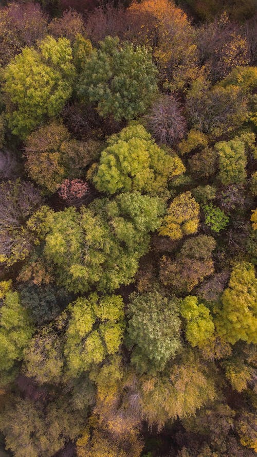 Darmowe zdjęcie z galerii z drzewa, las, natura