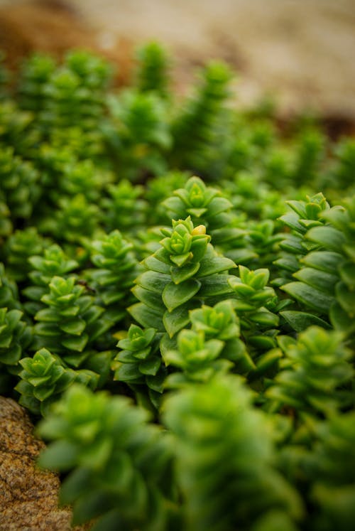 Close up of Green Plant