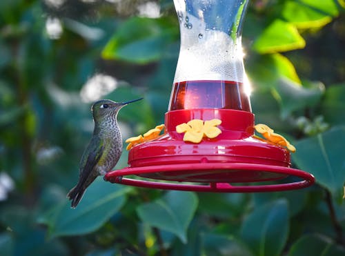 Free stock photo of hummingbird Stock Photo