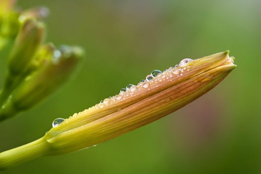 HD wallpaper of plant, dew, wet, flower