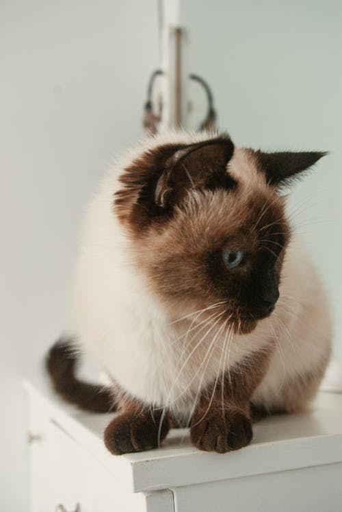 Curious cat sitting on white commode in room