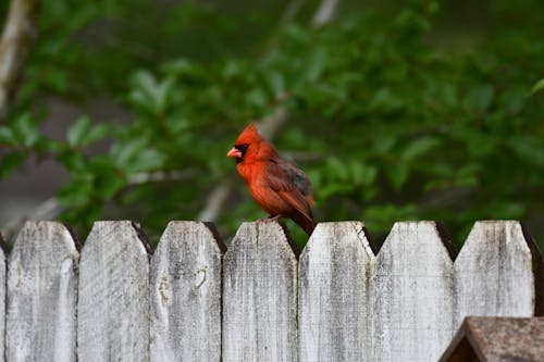 Free Δωρεάν στοκ φωτογραφιών με καρδινάλιος, κόκκινο, κόκκινο πουλί Stock Photo