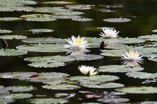 Immagine gratuita di acqua, acquatico, fiori