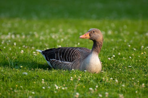 Black and White Goose on Green Grass