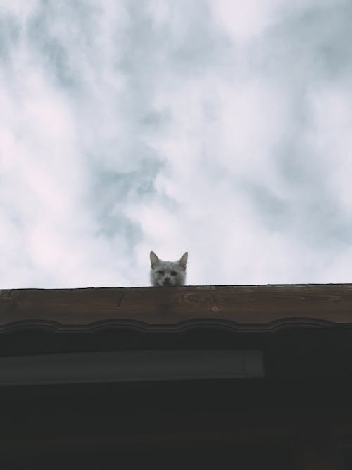 From below of cute cat with white fur sitting on roof of residential house against cloudy sky in rural area