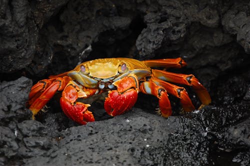 Fotografía De Enfoque Selectivo De Cangrejo Rojo Y Dorado Sobre Roca