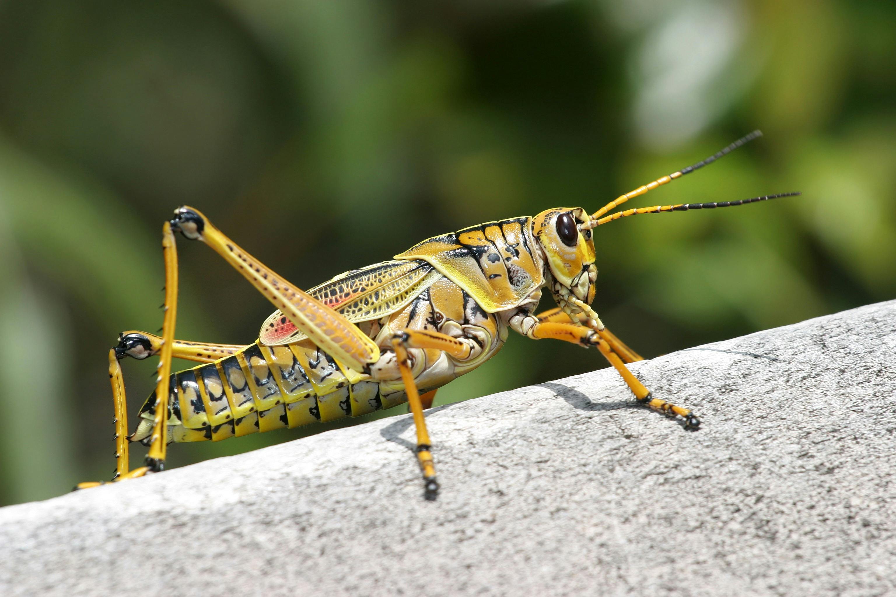 From Cute as a Bug in Wallpaper Wizard — HD Desktop Background With  grasshopper on a wooden post