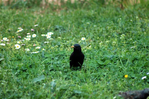 Free stock photo of black bird, perching bird, starling