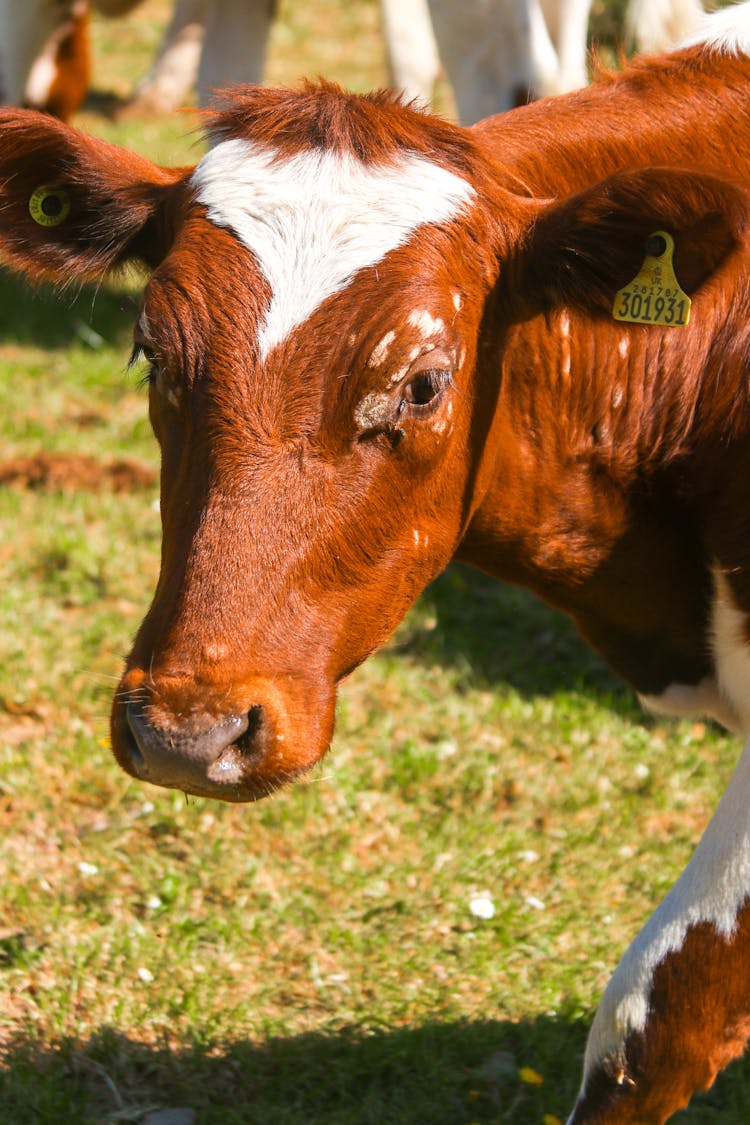 Cow In Pasture