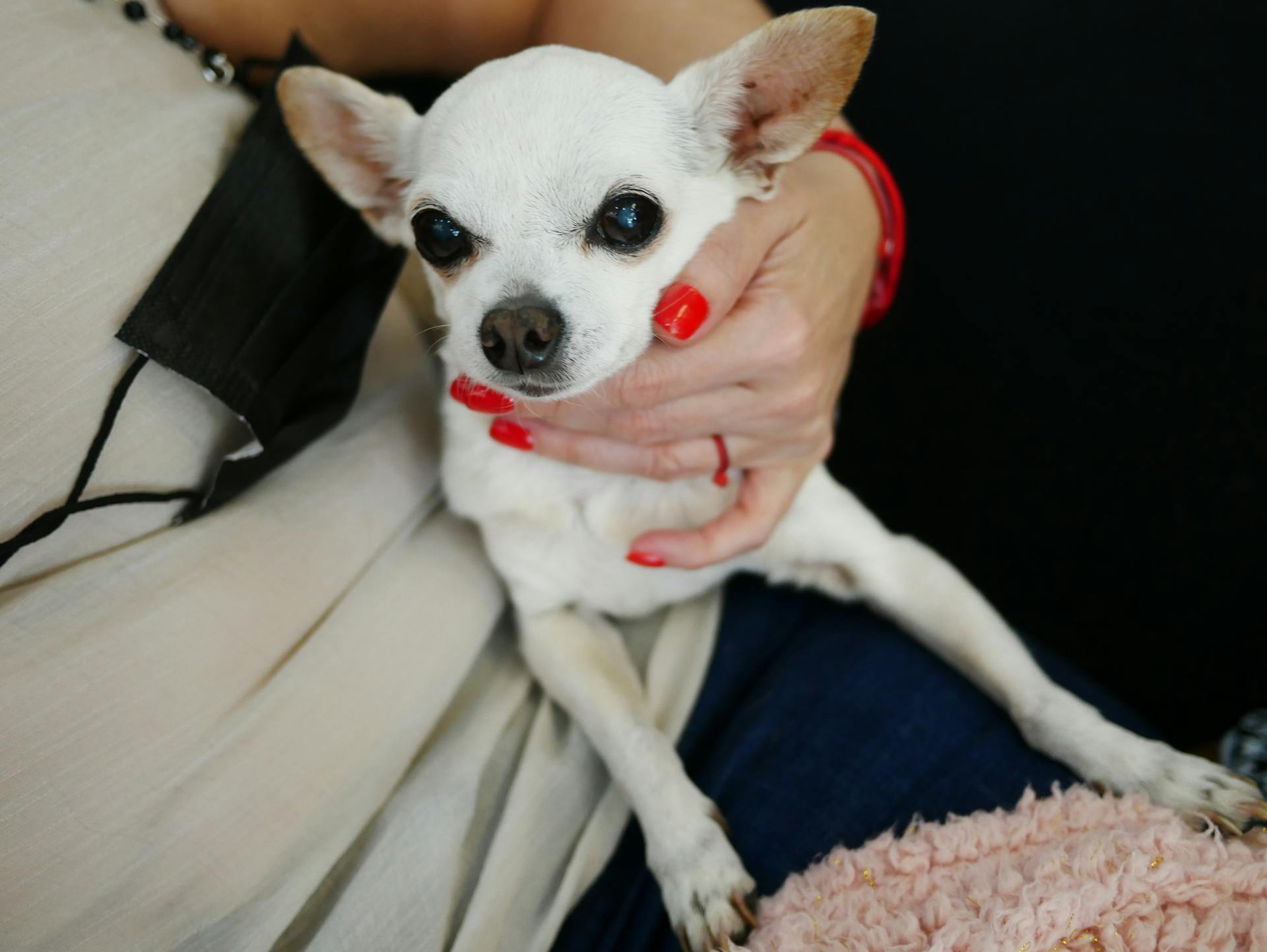 Woman Hand Holding Chihuahua Dog