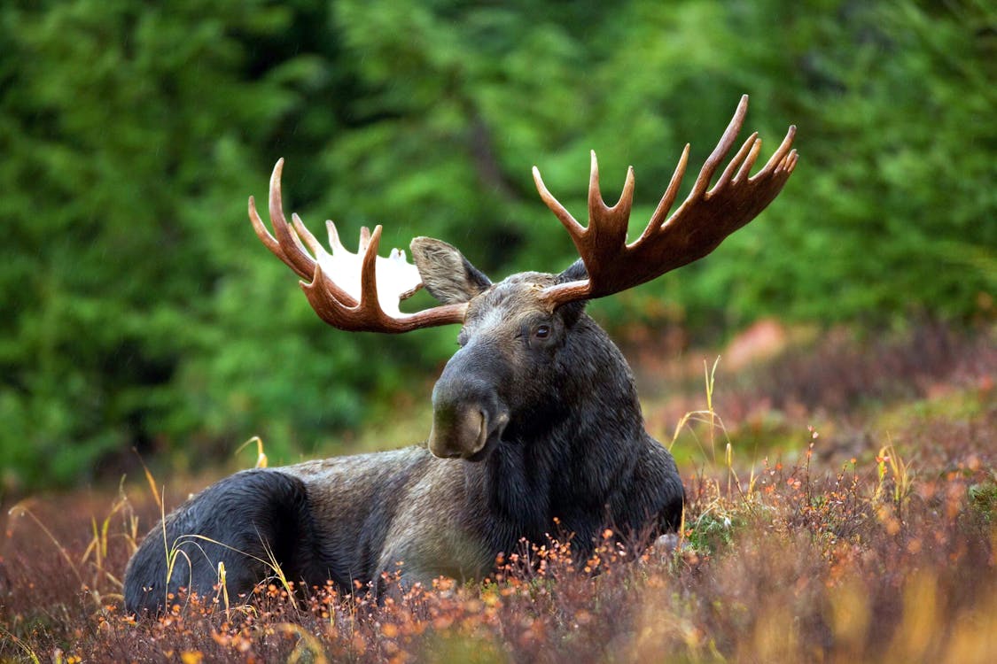 Black Deer Lying on Plants Near Green Trees during Daytime