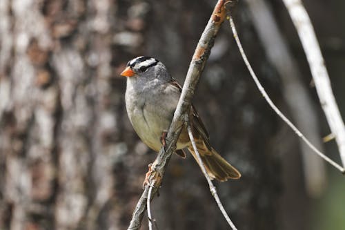 Бесплатное стоковое фото с aves, passerellidae, белый коронованный воробей