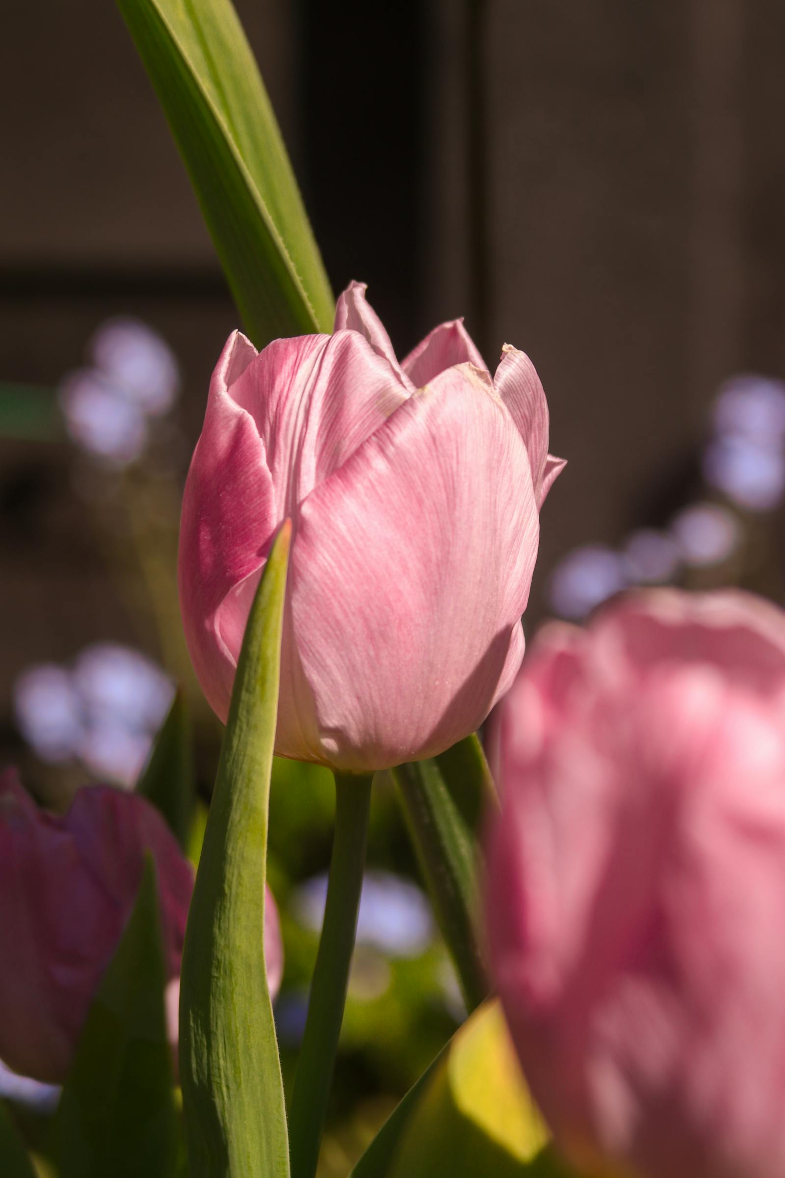 صالون حلاقة فاخر