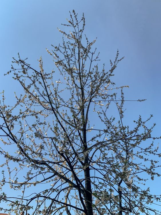 Tree Branches Spring Tree in Spring · Free Stock Photo